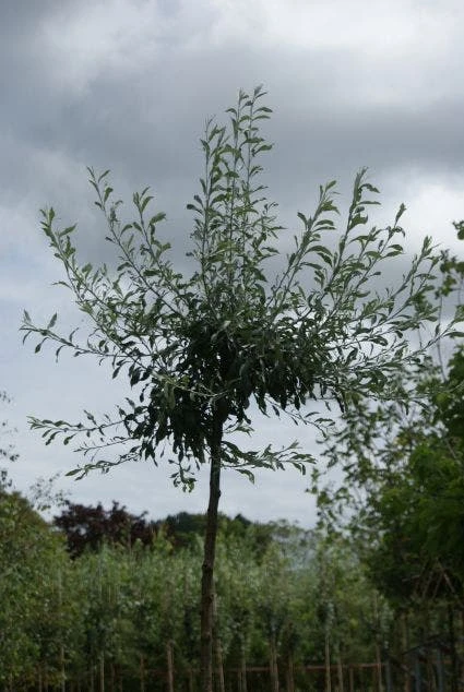 Treursierpeer (Pyrus Salicifolia 'Pendula') 4 Treursierpeer (Pyrus Salicifolia 'Pendula') - Afbeelding 4