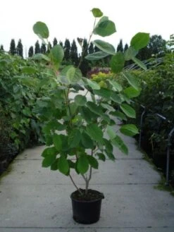 Beverboom (Magnolia Sieboldii) -AOS Hoera Winkel 20120214144004 8