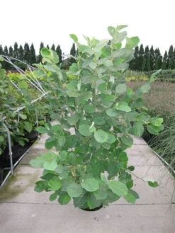 Beverboom (Magnolia Sieboldii) -AOS Hoera Winkel 20120214144026 8