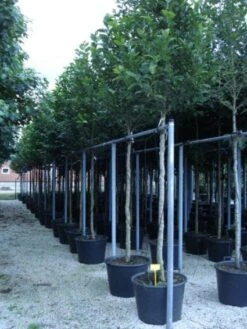 Beverboom (Magnolia Kobus) 15 Beverboom (Magnolia Kobus) -AOS Hoera Winkel 20120214144339 19