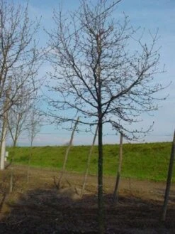 Beverboom (Magnolia Kobus) 14 Beverboom (Magnolia Kobus) -AOS Hoera Winkel 20120214144416 19