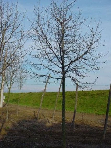 Beverboom (Magnolia Kobus) 6 Beverboom (Magnolia Kobus) - Afbeelding 6