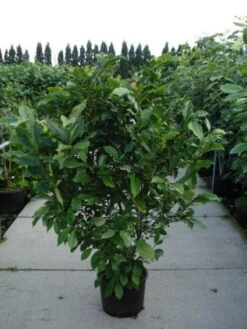 Beverboom, Struik (Magnolia Susan) -AOS Hoera Winkel 20120214144559 10 1