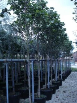 Beverboom (Magnolia 'Galaxy') -AOS Hoera Winkel 20120214144656 7