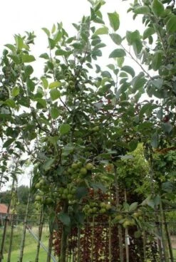 Sierappel (Malus 'Golden Hornet') -AOS Hoera Winkel 20120214155108 12