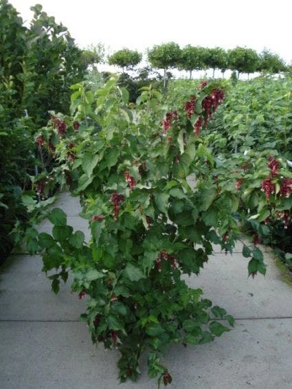 Fazantenbes (Leycesteria Formosa 'Purple Rain') 4 Fazantenbes (Leycesteria Formosa 'Purple Rain') - Afbeelding 4