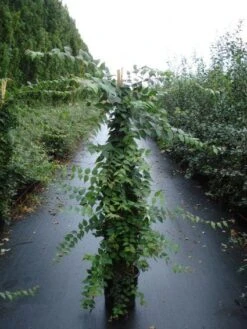 Kolkwitzia (Kolkwitzia Amabilis 'Pink Cloud')