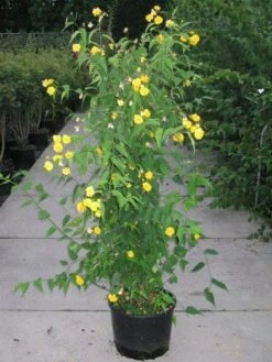 Ranonkelstruik (Kerria Japonica 'Pleniflora') -AOS Hoera Winkel 20120215132107 25 5
