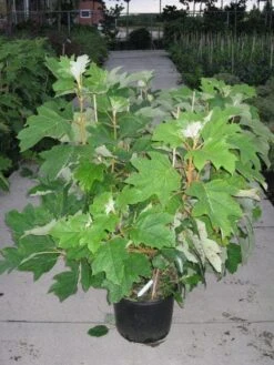 Eikenbladhortensia (Hydrangea Quercifolia) -AOS Hoera Winkel 20120215133849 6