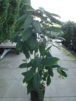 Fluweelhortensia (Hydrangea Aspera 'Macrophylla') -AOS Hoera Winkel 20120215134833 6