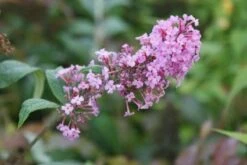 Vlinderstruik (Buddleja Davidii 'Pink Delight') 12 Vlinderstruik (Buddleja Davidii 'Pink Delight') -AOS Hoera Winkel 20120215162826 3