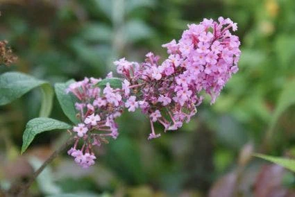 Vlinderstruik (Buddleja Davidii 'Pink Delight') 4 Vlinderstruik (Buddleja Davidii 'Pink Delight') - Afbeelding 4