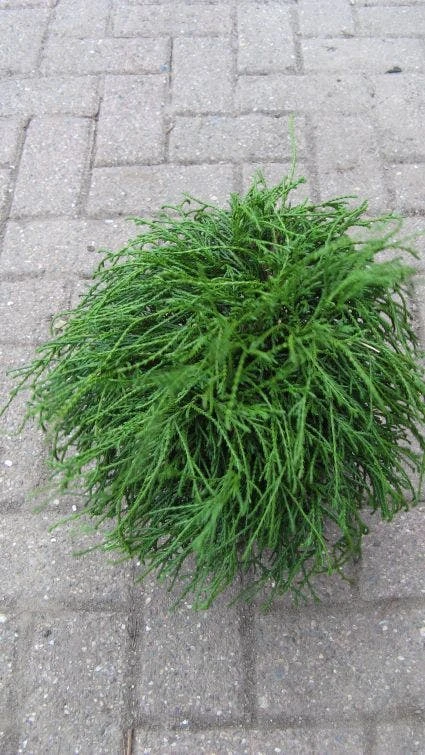 Cypres (Chamaecyparis Pisifera 'Filifera Nana') 1 Cypres (Chamaecyparis Pisifera 'Filifera Nana')