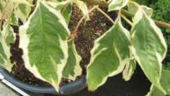 Reuzenkornoelje (Cornus Controversa 'Variegata') 22 Reuzenkornoelje (Cornus Controversa 'Variegata') -AOS Hoera Winkel 20120215164859 7