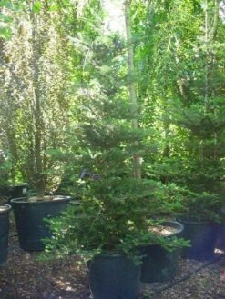 Koreaanse Zilverspar (Abies Koreana) 29 Koreaanse Zilverspar (Abies Koreana) -AOS Hoera Winkel 20120216113327 6