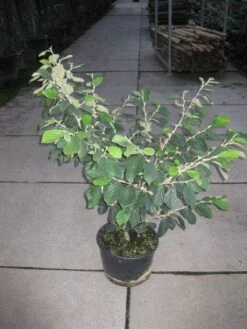 Toverhazelaar (Hamamelis Intermedia 'Arnold Promise') -AOS Hoera Winkel 20120217133021 6