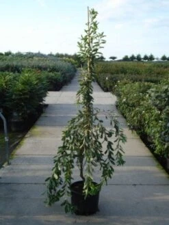 Exochorda (Exochorda Macrantha 'The Bride') -AOS Hoera Winkel 20120217134755 30 6