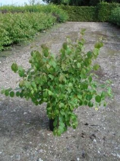 Kornoelje (Cornus Sanguinea 'Midwinter Fire') -AOS Hoera Winkel 20120218101717 4