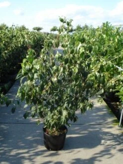 Japanse Kornoelje (Cornus Kousa) -AOS Hoera Winkel 20120218102230 60 12