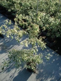 Reuzenkornoelje (Cornus Controversa 'Variegata') 21 Reuzenkornoelje (Cornus Controversa 'Variegata') -AOS Hoera Winkel 20120218102419 7