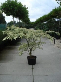 Reuzenkornoelje (Cornus Controversa 'Variegata') 20 Reuzenkornoelje (Cornus Controversa 'Variegata') -AOS Hoera Winkel 20120218102443 7
