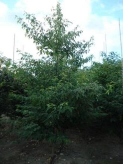 Reuzenkornoelje (Cornus Controversa 'Variegata') 17 Reuzenkornoelje (Cornus Controversa 'Variegata') -AOS Hoera Winkel 20120218102727 11