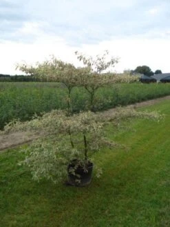 Kornoelje (Cornus Alternifolia 'Argentea') -AOS Hoera Winkel 20120218102845 2