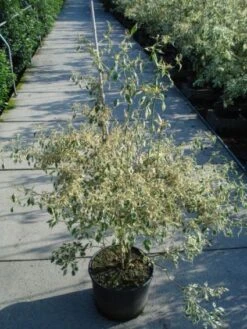 Kornoelje (Cornus Alternifolia 'Argentea') -AOS Hoera Winkel 20120218102902 2