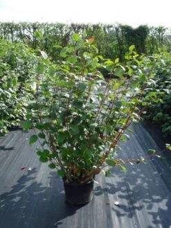 Kornoelje (Cornus Alba 'Sibirica') -AOS Hoera Winkel 20120218103207 6