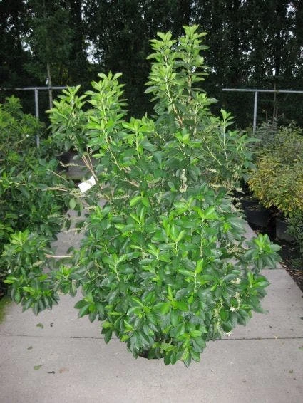 Schijnels (Clethra Alnifolia) 1 Schijnels (Clethra Alnifolia)