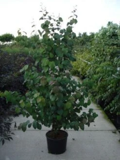 Katsoera Als Struik (Cercidiphyllum Japonicum) -AOS Hoera Winkel 20120218104650 35 7