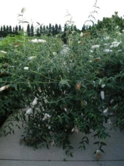 Vlinderstruik (Buddleja Davidii 'White Profusion') 15 Vlinderstruik (Buddleja Davidii 'White Profusion') -AOS Hoera Winkel 20120218105604 3