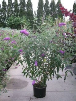 Vlinderstruik (Buddleja Davidii 'Pink Delight') 17 Vlinderstruik (Buddleja Davidii 'Pink Delight') -AOS Hoera Winkel 20120218105635 3