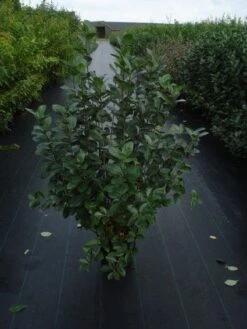 Appelbes (Aronia Melanocarpa) 7 Appelbes (Aronia Melanocarpa) -AOS Hoera Winkel 20120218111019 20 4