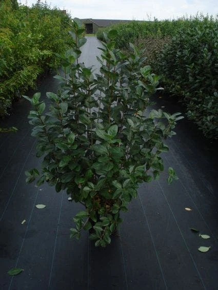 Appelbes (Aronia Melanocarpa) 4 Appelbes (Aronia Melanocarpa) - Afbeelding 4