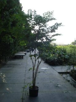 Duivelswandelstok (Aralia Elata) 5 Duivelswandelstok (Aralia Elata) -AOS Hoera Winkel 20120218111237 6 3 3