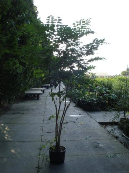 Duivelswandelstok (Aralia Elata) 3 Duivelswandelstok (Aralia Elata) - Afbeelding 3