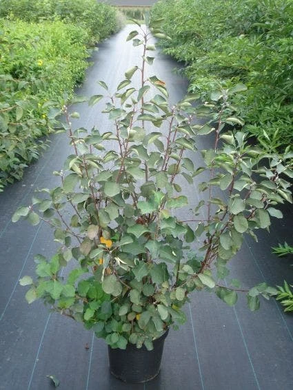 Dwerg Krentenboompje (Amelanchier Spicata) 2 Dwerg Krentenboompje (Amelanchier Spicata) - Afbeelding 2