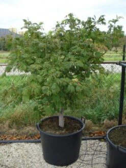 Japanse Esdoorn (Acer Japonicum 'Aconitifolium') 14 Japanse Esdoorn (Acer Japonicum 'Aconitifolium') -AOS Hoera Winkel 20120218111902 10