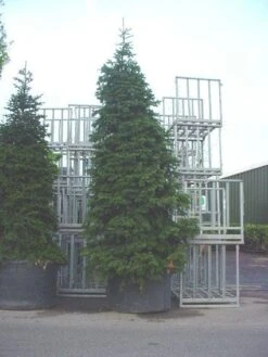 Nordmann-spar (Abies Nordmanniana) -AOS Hoera Winkel 20120219160007 21