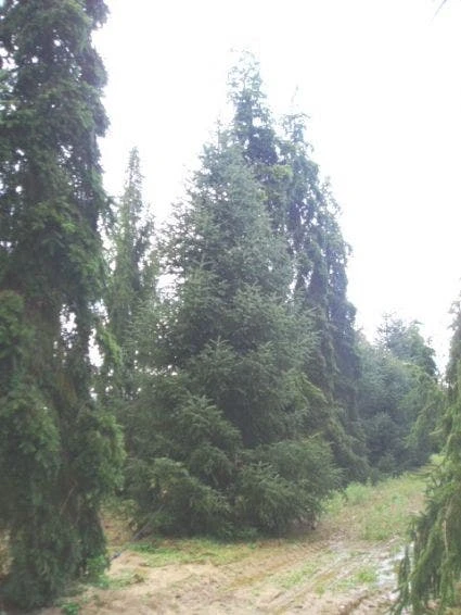 Spaanse Den (Abies Pinsapo 'Glauca') 2 Spaanse Den (Abies Pinsapo 'Glauca') - Afbeelding 2