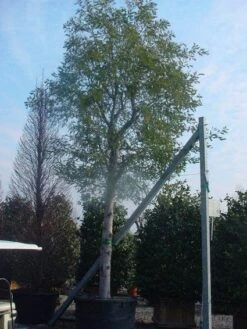 Mimosa Als Boom (Acacia Dealbata) -AOS Hoera Winkel 20120219161040 6