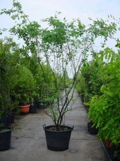 Krentenboom Als Struik (Amelanchier Lamarckii) 14 Krentenboom Als Struik (Amelanchier Lamarckii) -AOS Hoera Winkel 20120220100746 13 1