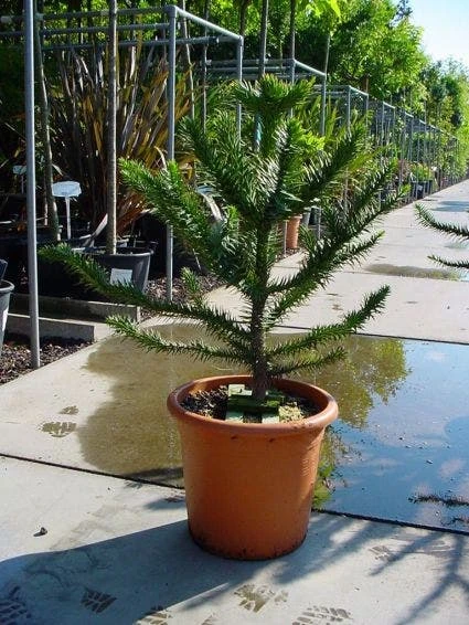 Apeboom (Araucaria Araucana) 5 Apeboom (Araucaria Araucana) - Afbeelding 5
