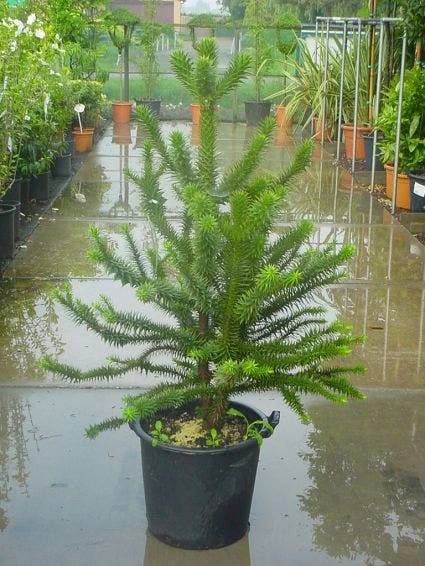 Apeboom (Araucaria Araucana) 3 Apeboom (Araucaria Araucana) - Afbeelding 3