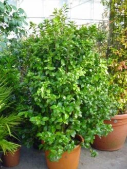 Camelia (Camellia, Wit) -AOS Hoera Winkel 20120220112651 5