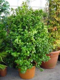 Camelia (Camellia, Rose) 14 Camelia (Camellia, Rose) -AOS Hoera Winkel 20120220112744 20 4