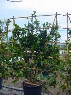 Camelia Als Leivorm (Camellia Japonica) -AOS Hoera Winkel 20120220112828 2