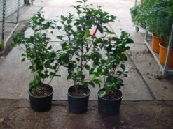 Camelia (Camellia, Rood) -AOS Hoera Winkel 20120220112914 60 12