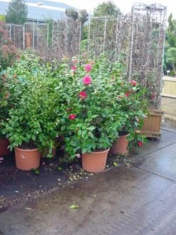 Camelia (Camellia, Rose) 12 Camelia (Camellia, Rose) -AOS Hoera Winkel 20120220113125 20 4